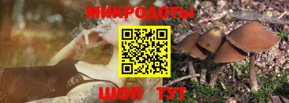 Псилоцибиновые грибы Cubensis Новочеркасск